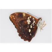 Cymothoe beckerie male