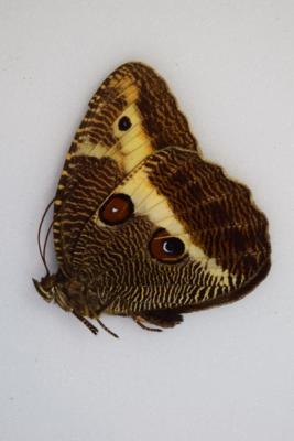Dasyophthalma rusina rusina male