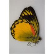 Delias aurantiaca male