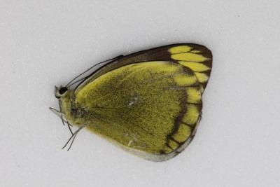 Delias subviridis femelle RARE !!