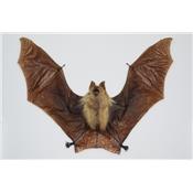 Hipposideros diadema (ouvert)