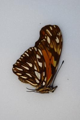 Dione juno male