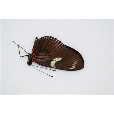 Heliconius doris rouge