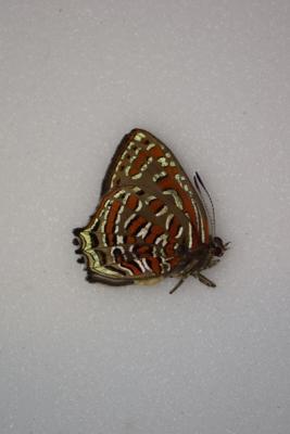 Hypochrysops polycletus male