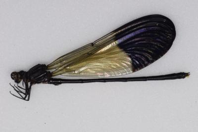 Libellule sp 3