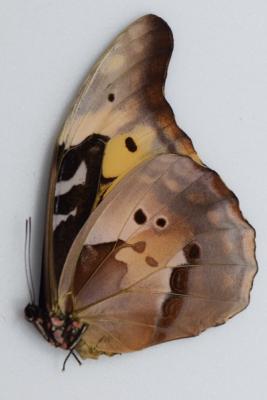 morpho cacica femelle