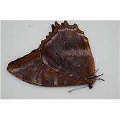 Morpho theseus juturna male A1-