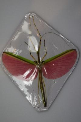 Necrosia annulipes femelle