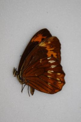 Oxeoschistus protagenia