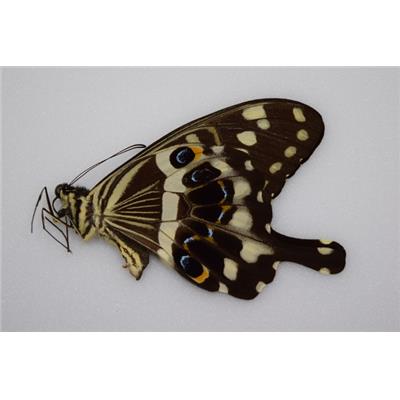 Papilio lormieri male