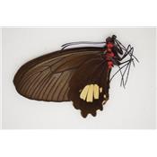 Parides pizarro couple A1