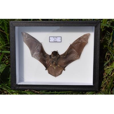 Pipistrellus tenuis ailes ouvertes