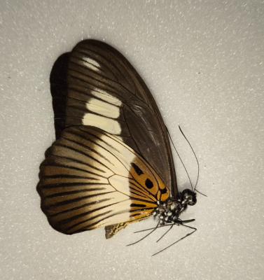 Papilio cynorta male