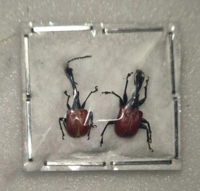 Trachelophorus giraffa couple