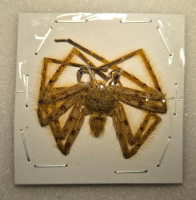 Spider marron clair 3/4 cm