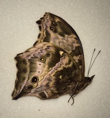 Salamis cytora mâle 