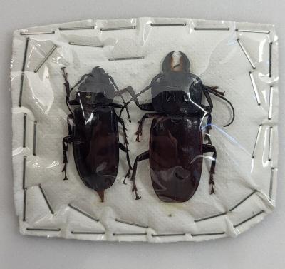 Mallondon spinibarbis couple