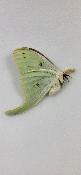 Actias luna male A1