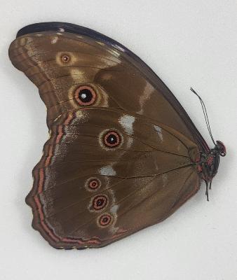 Morpho didius mâle