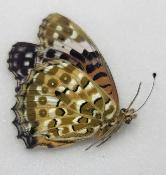 Argynnis hyperbius