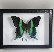 Boîte Cloche Papilio blumei male