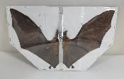 Hipposideros bicolor (ouvert) 
