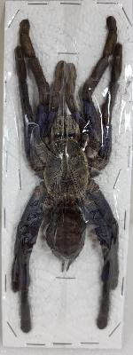 Haplopelma lividum femelle