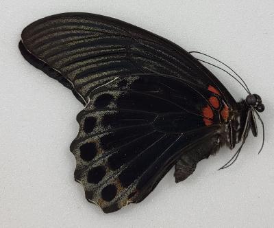 Papilio memnon memnon male