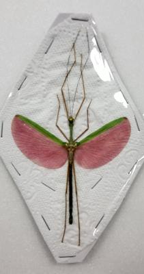 Marmessoidea rosea male