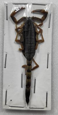 Mesobuthus martensii