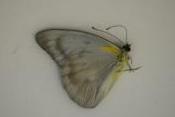 Appias celestina male