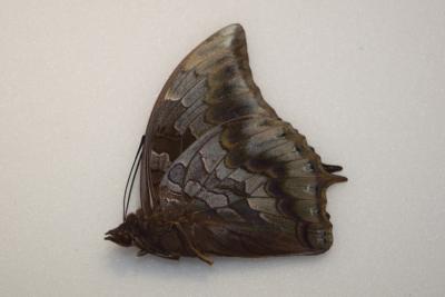 Charaxes mars male