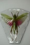 Chondracris rosea rosea femelle