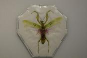 Creobroter gemmatus mâle ou femelle 