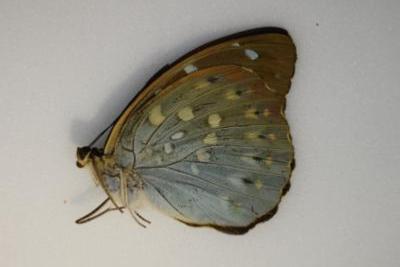 Lexias cyanipardus femelle