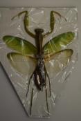 Mantidae sp 8