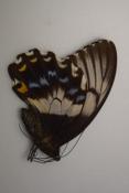 Papilio gambrisus femelle