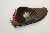 Papilio sp1