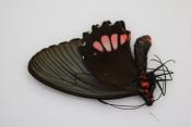 Parides lysander femelle