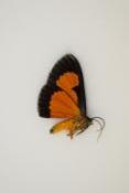 Yanthiris flaveolata