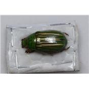 Chrysina adelaida vert femelle