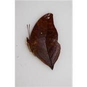 Anaea itys male