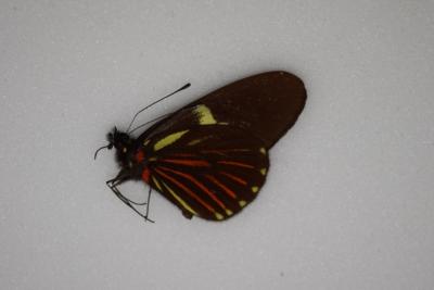 Archonias brassolis negrina