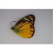 Cepora aspasia emma male