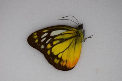Cepora judith amalia male