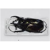 Chalcosoma atlas keyboh mâle 60/69 mm