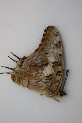 Charaxes achamenes achamenes femelle
