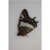Charaxes brutus femelle