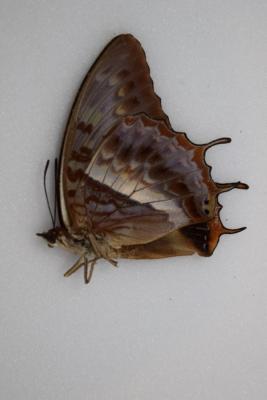 Charaxes cynthia femelle