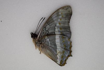 Charaxes hildebranti mâle